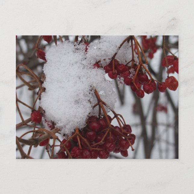 Holiday Postcard Red Berries and Snow (Front)