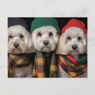 Holiday Pups Invitation Postcard
