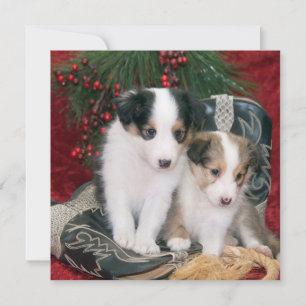 Holiday Shetland Sheepdog Puppies