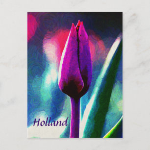 Holland, Fresh Blooming Purple Tulip Postcard