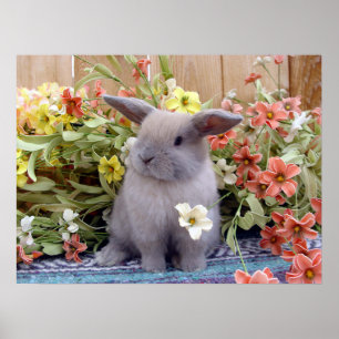 Holland Lop bunny on a Poster