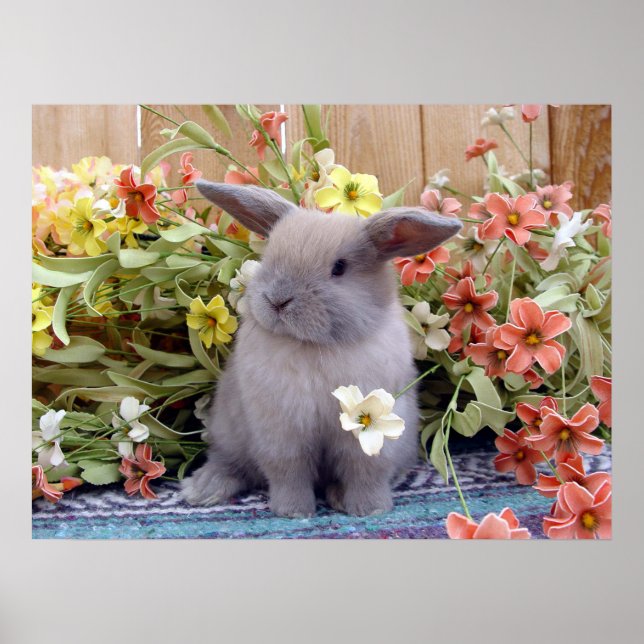 Holland Lop bunny on a Poster (Front)
