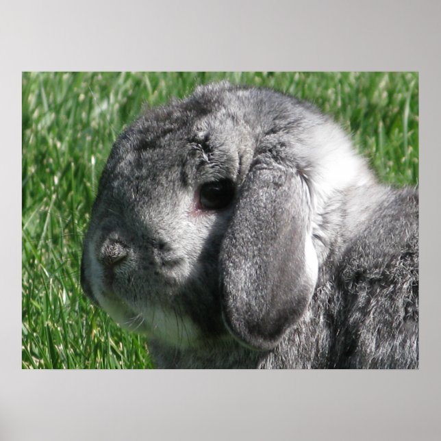 Holland Lop Poster (Front)