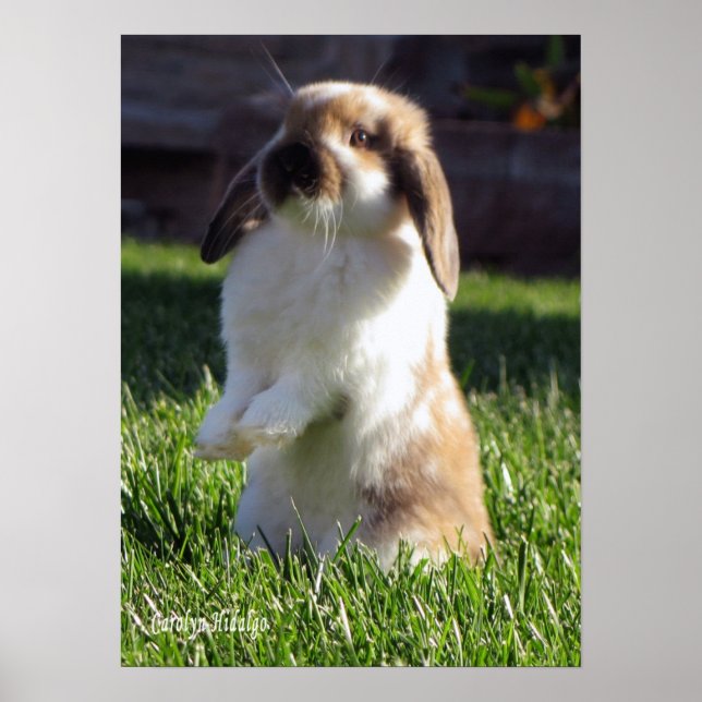 Holland Lop Standing Up Poster (Front)