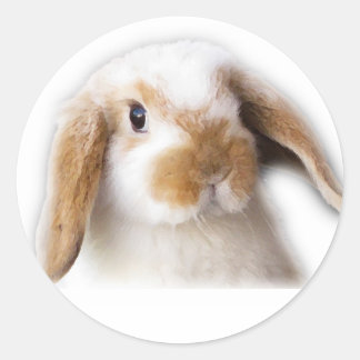 Holland Lop Sticker