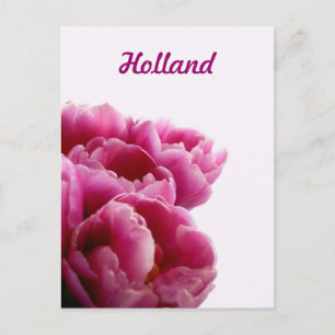 Holland, Purple Tulips Postcards