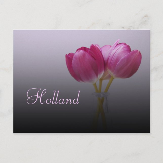 Holland, Spring Tulips Postcard (Front)