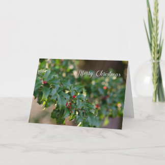 Hollies for Christmas Holiday Card