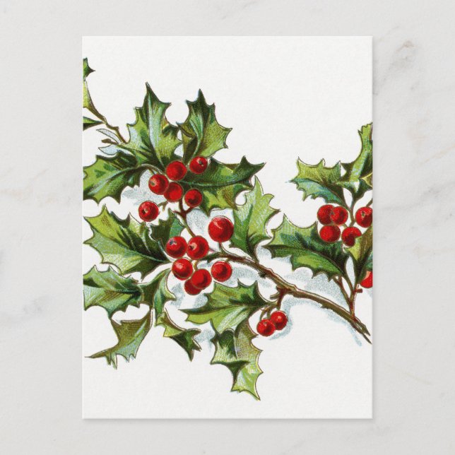 Holly Berries 002 Postcard (Front)