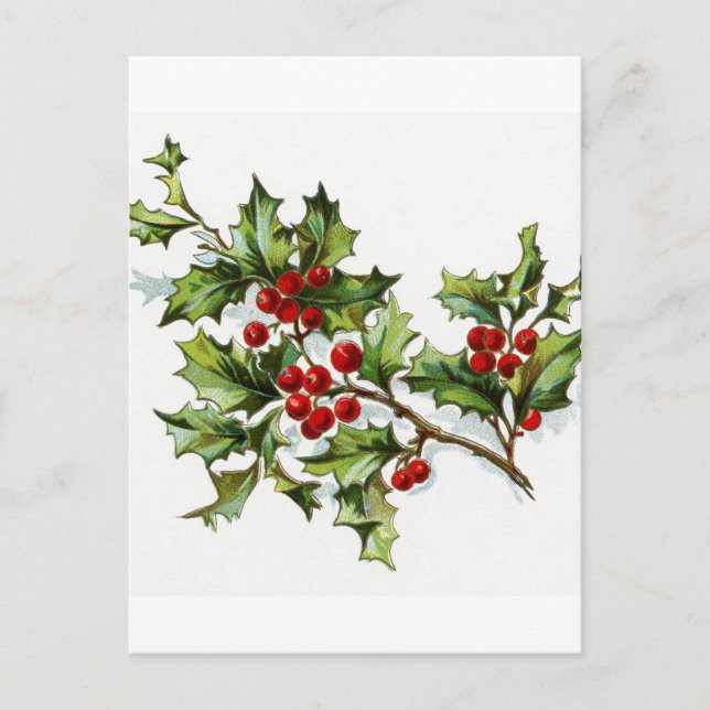 Holly Berries 002 Postcard (Front)