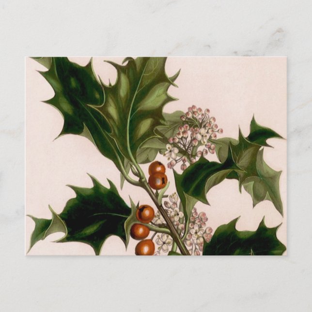 holly berries postcard (Front)