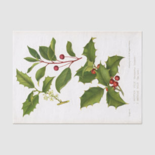 Holly Botanical Illustration Christmas Tissue Paper