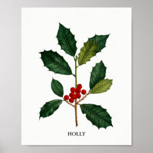 Holly Botanical Print