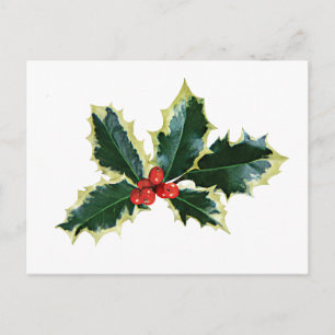 Holly Brownells Variegate Postcard
