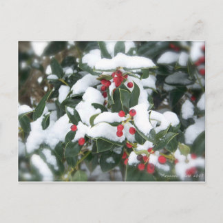 Holly Bush 2007 Postcard