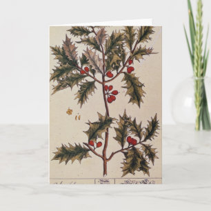 Holly from 'A Curious Herbal', 1782 Holiday Card