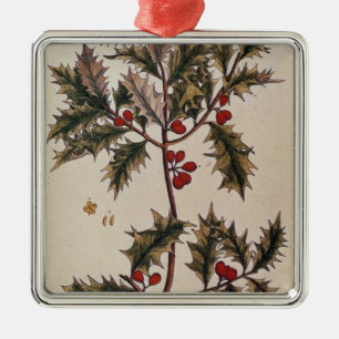 Holly from 'A Curious Herbal', 1782 Metal Tree Decoration