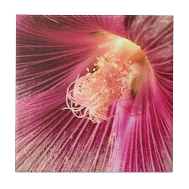 Holly Hock in the Evening Sun Ceramic Tile (Front)