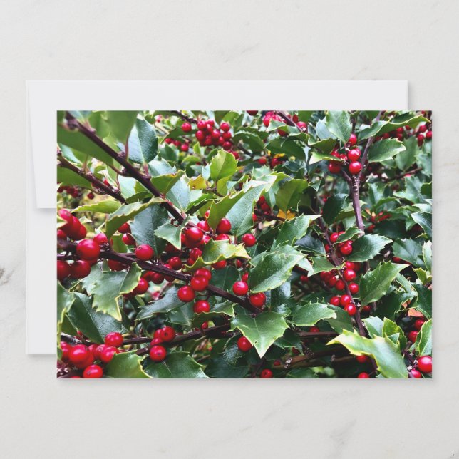 Holly leaves and Berries Holiday Card (Front)