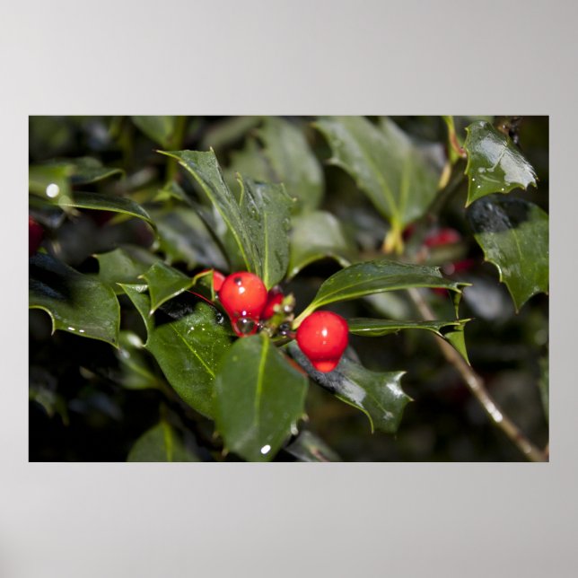 holly leaves and berries, rain drops poster (Front)