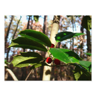 Holly Leaves I Holiday Botanical Photo Print