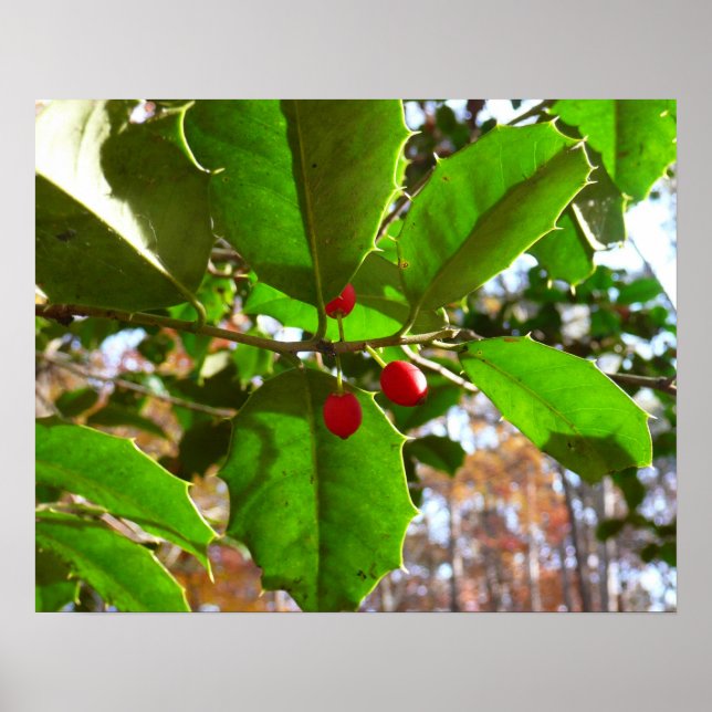 Holly Leaves II Holiday Nature Botanical Poster (Front)