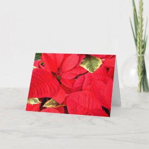 Holly Point Poinsettias Holiday Floral Card