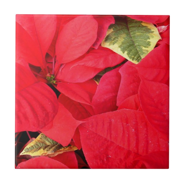 Holly Point Poinsettias Holiday Floral Ceramic Tile (Front)