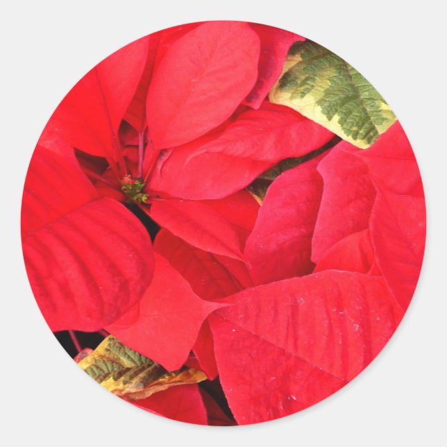 Holly Point Poinsettias Holiday Floral Classic Round Sticker (Front)
