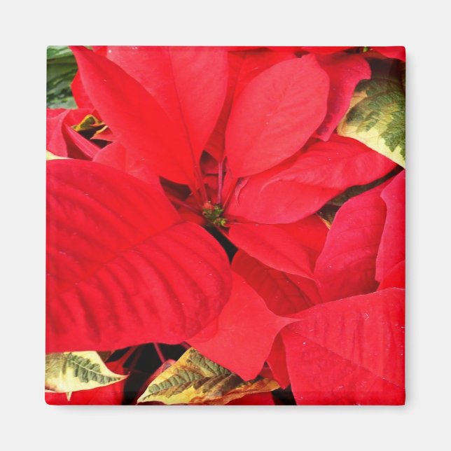 Holly Point Poinsettias Holiday Floral Magnet (Front)
