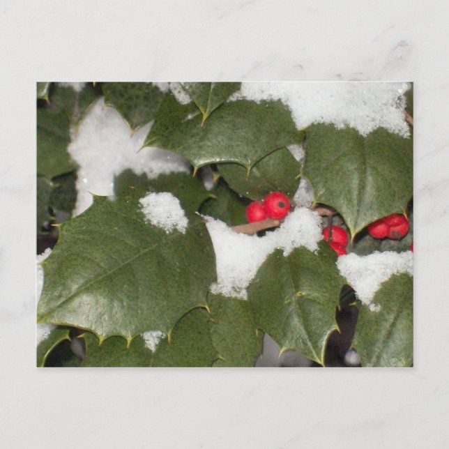 Holly Postcard (Front)
