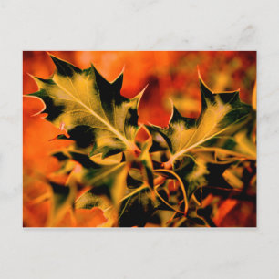 Holly Postcard