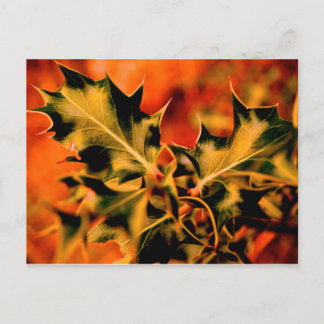Holly Postcard
