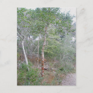 Holly Tree Bark OBX Postcard