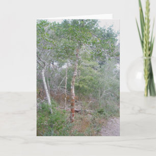 Holly Tree Note Card OBX