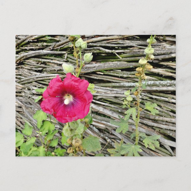 Hollyhock by a traditional Ukrainian fencing Postcard (Front)