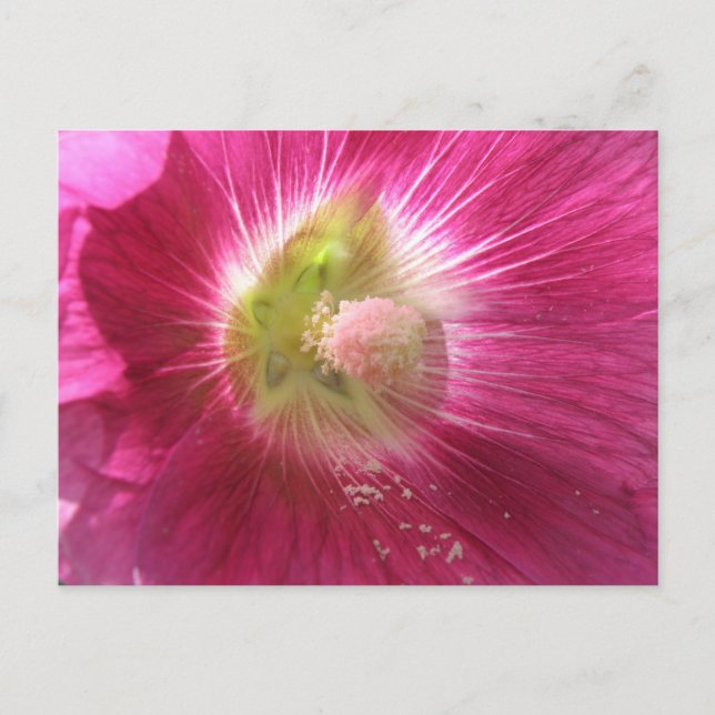 Hollyhock Deep Pink Postcard (Front)