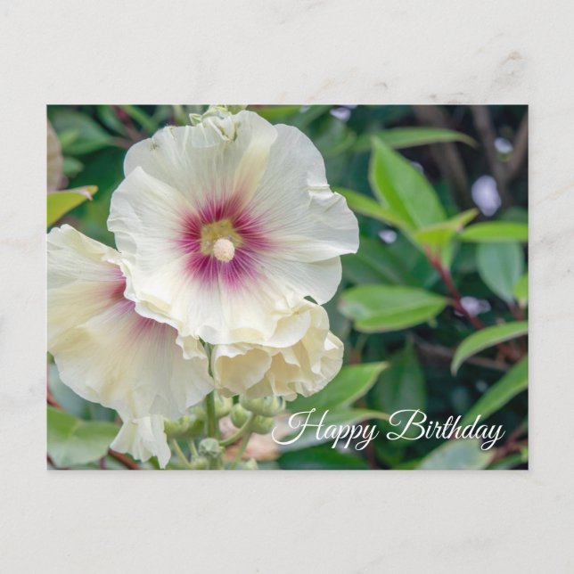 Hollyhock flowers birthday card (Front)