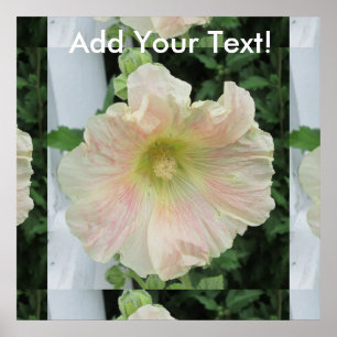 Hollyhock White Pretty Flower Poster