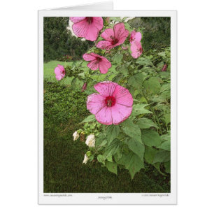 Hollyhocks