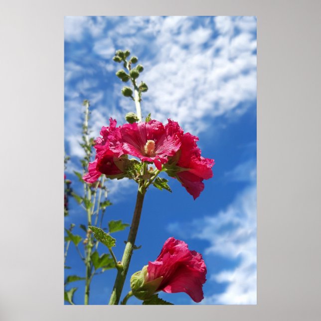 Hollyhocks flower , Alcea Rosea Poster (Front)