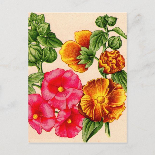 hollyhocks in pink and yellow postcard (Front)