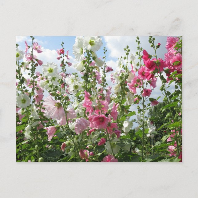 Hollyhocks: Japan Postcard (Front)