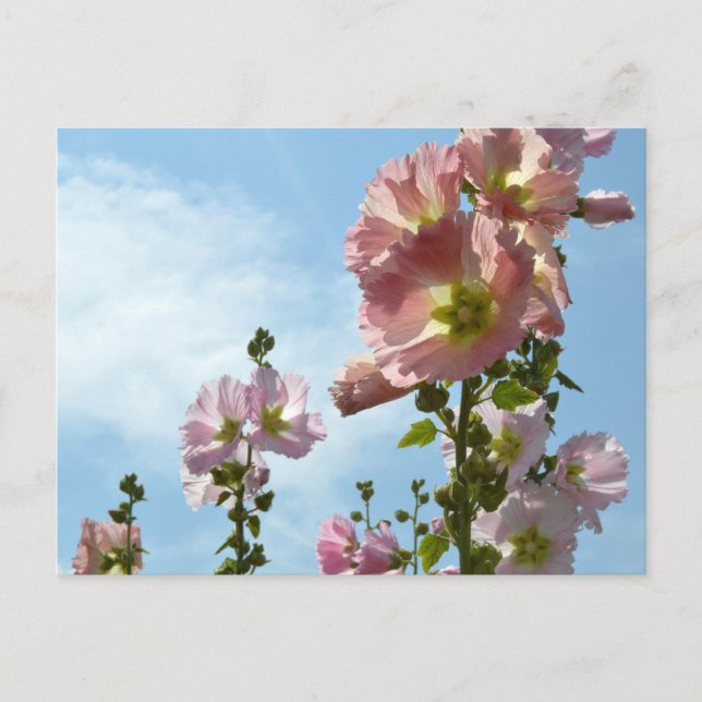 Hollyhocks: Japan Postcard (Front)