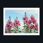 Hollyhocks: Japan Postcard<br><div class="desc">Pink hollyhock flowers catch the last of the daylight along the Arakawa river in Tokyo,  Japan.</div>