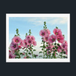 Hollyhocks: Japan Postcard<br><div class="desc">Pink hollyhock flowers catch the last of the daylight along the Arakawa river in Tokyo,  Japan.</div>