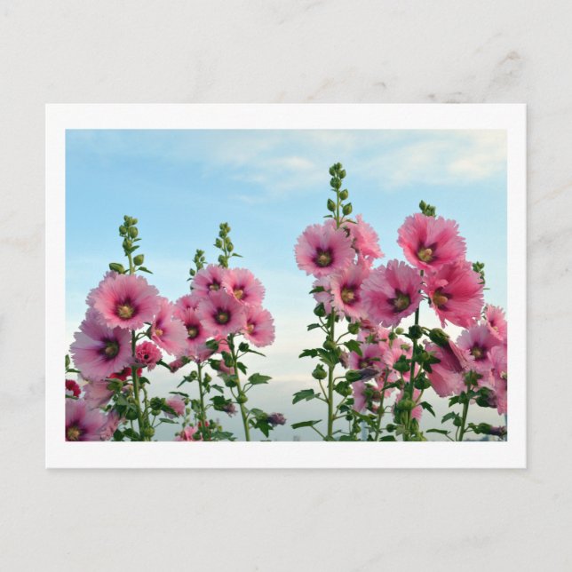 Hollyhocks: Japan Postcard (Front)