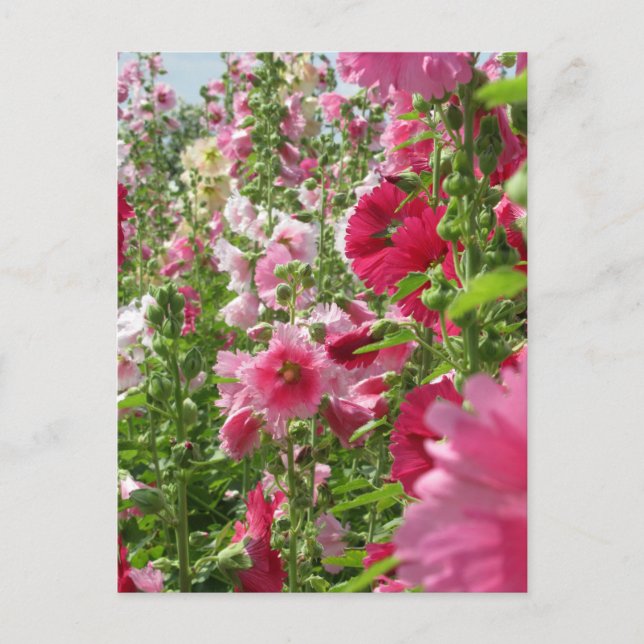 Hollyhocks: Japan Postcard (Front)