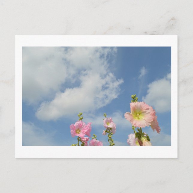Hollyhocks: Japan Postcard (Front)