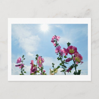 Hollyhocks: Japan Postcard